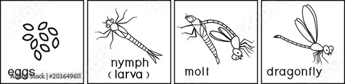 Coloring page. Life cycle of dragonfly