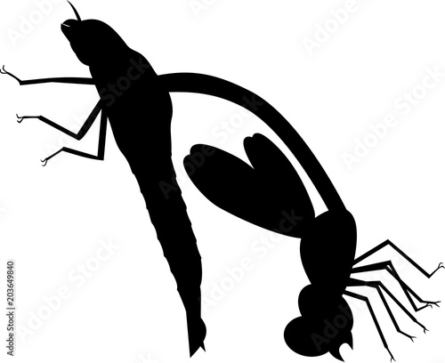 Black silhouette of Adult Dragonfly in early molting stage