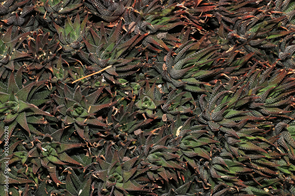 Succulents are succulent plants that are adapted to special climatic and soil conditions
Succulents are succulent plants that are adapted to special climatic and soil conditions