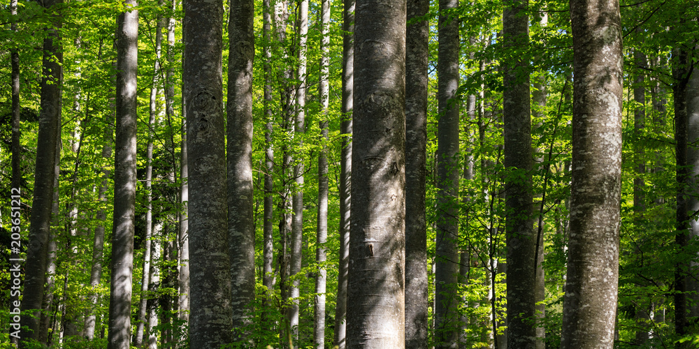 Obraz premium Foresta in Slovenia