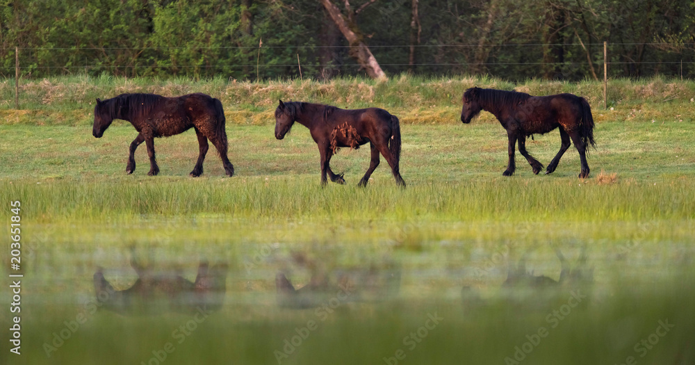 Three black horses walking in grassy wetland. Three black horses walking in grassy wetland.