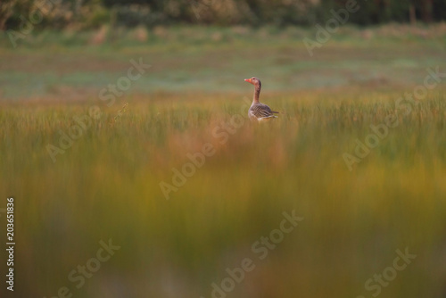 Single greylag goose in tall grass lit by morning sunlight.