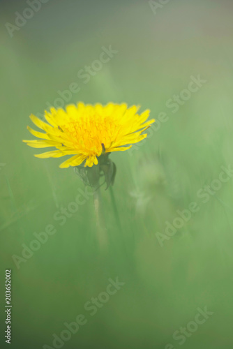 Fototapeta Naklejka Na Ścianę i Meble -  Single common dandelion (Taraxacum officinale) in meadow. Macro shot.