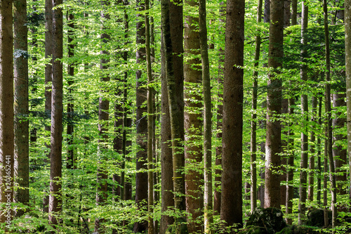 Foresta in Slovenia photo