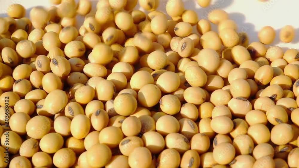 soy bean falling in slow motion soy bean falling in slow motion