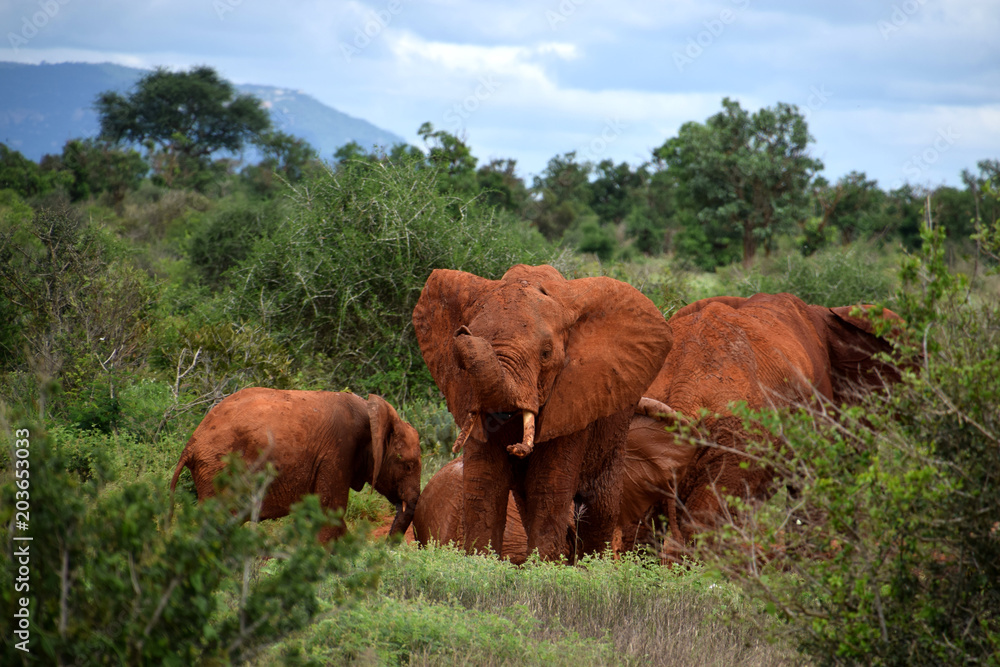 African red elephants, safari African red elephants, safari