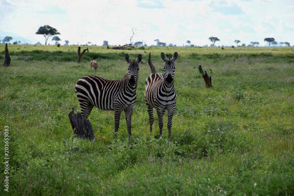 Naklejka premium Zebras on the savanna, Africa, Kenya