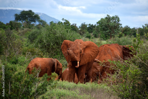 African red elephants  safari
