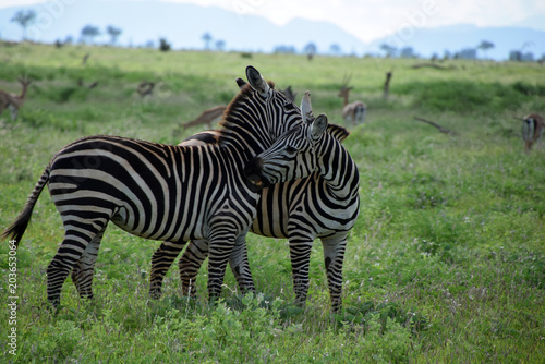 Zebras on the savanna  Africa  Kenya