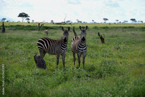 Zebras on the savanna  Africa  Kenya