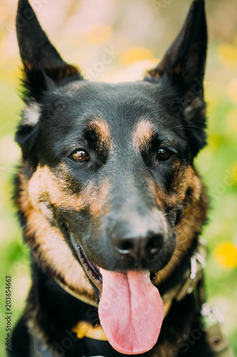 Young Alsatian Wolf Dog German Shepherd Dog.