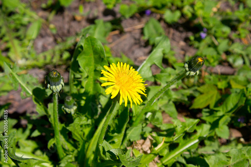 Fototapeta Naklejka Na Ścianę i Meble -  Dandelion flower