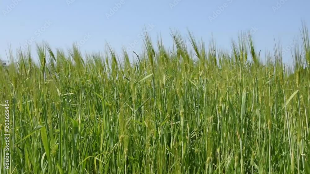 Field of wheat and blue sky Field of wheat and blue sky