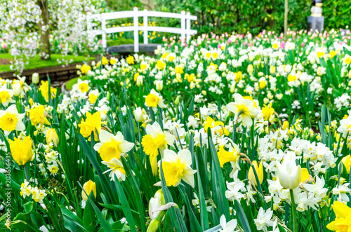 Fototapeta Naklejka Na Ścianę i Meble -  Flower bed with yellow and white daffodil flowers blooming in the Keukenhof spring garden from Lisse- Netherlands.;