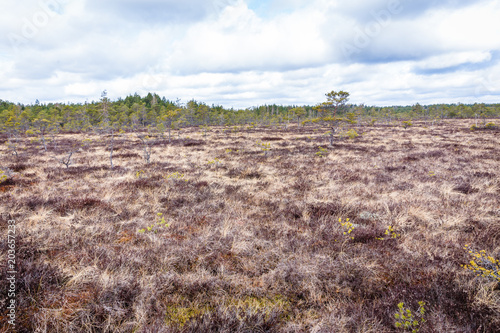 a typical bog landscape that is visible in the spring and autumn; dry, brown grass and lichens visible far ahead; brown swamp and blue, cloudy sky