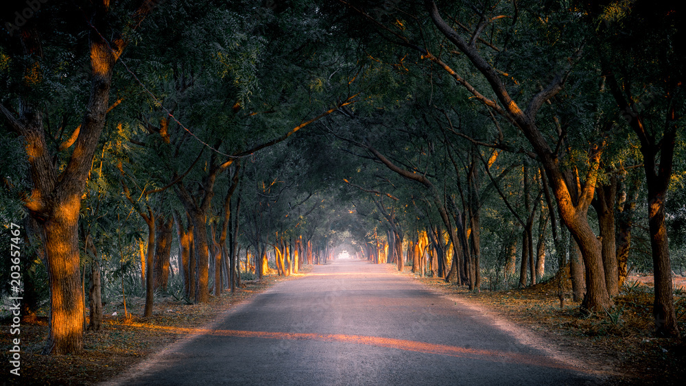 Obraz premium Forest road