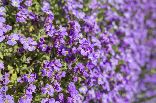 Beautiful purple Aubrieta (commonly known as Aubretia) blooming in the sunshine and cascading over rocks in a traditional English garden