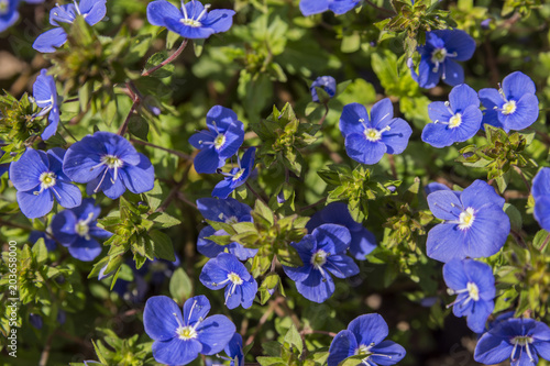 Veronica officinalis flower with blue bloom in summer time