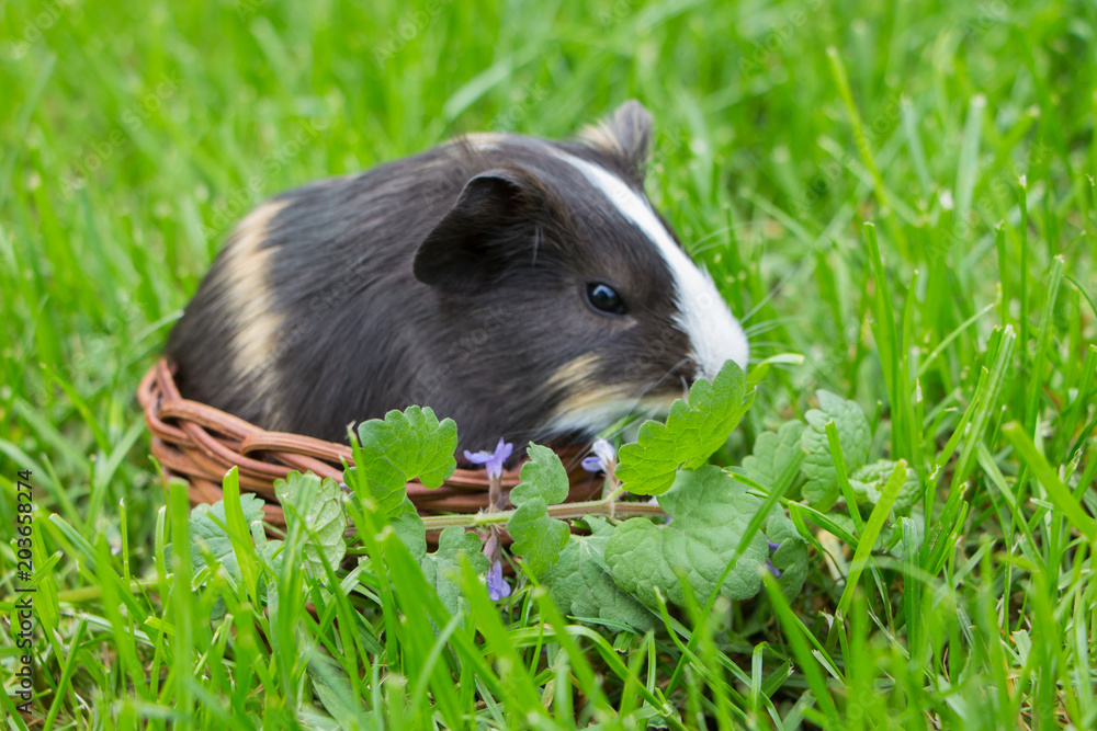 Little guinea pig in the grass Little guinea pig in the grass