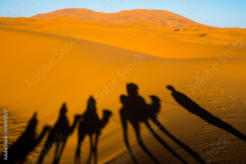 Wide angle shot of caravan traveling and camels shadows on the sand dune in Sahara desert