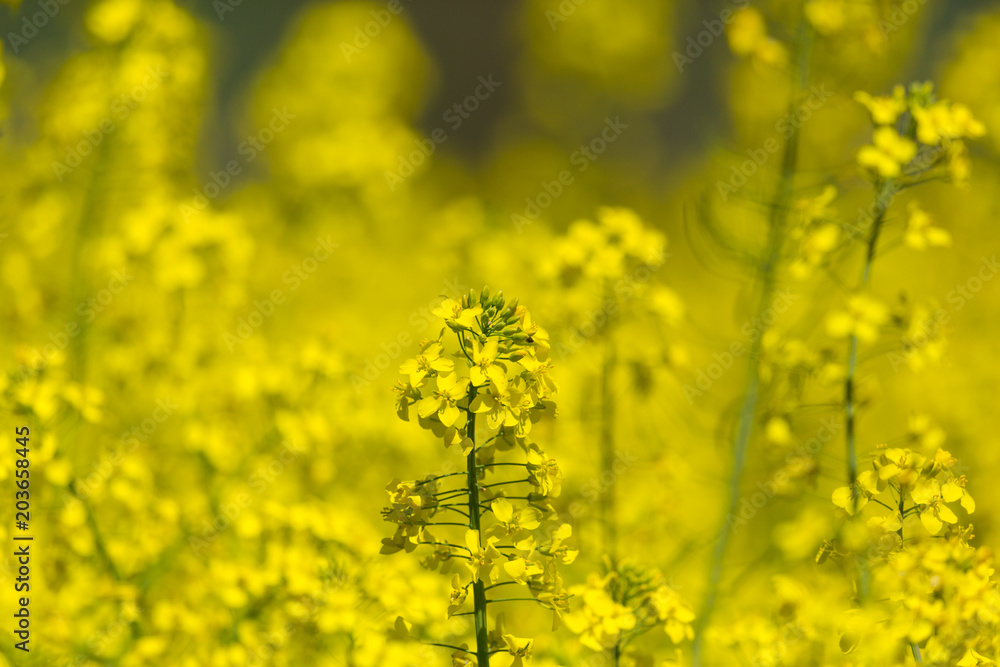 detailed view on yellow rapeseed blossom (brassica napus) canola field detailed view on yellow rapeseed blossom (brassica napus) canola field
