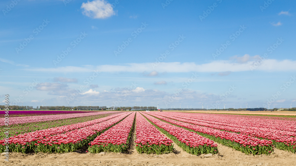 Colorful pink tulips fields during springtime in the Netherlands