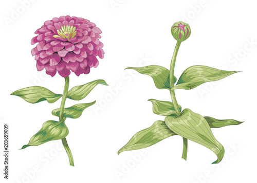 Beautiful pink zinnia flowers isolated on white background. One unblown bud on a stem with green leaves. Botanical vector Illustration. photo