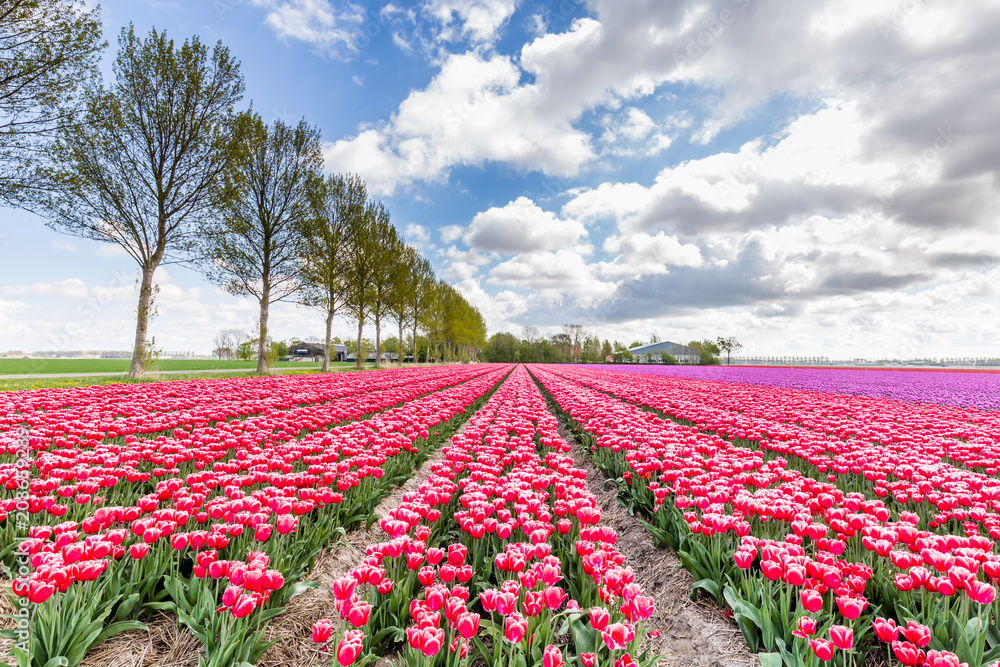 Landscape with colroful tulips field during springtime in the Netherlands