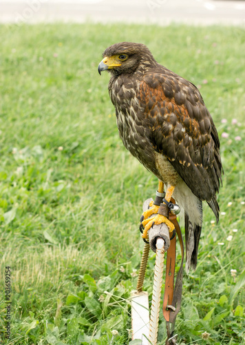 Falcon - hawk is ready for hunting, falcon standing and looking