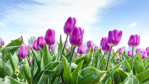 Landscape with colroful tulips field during springtime in the Netherlands