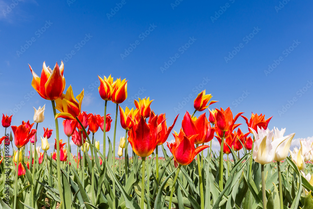 Colorful Dutch tulips in the field against a blue sky Colorful Dutch tulips in the field against a blue sky