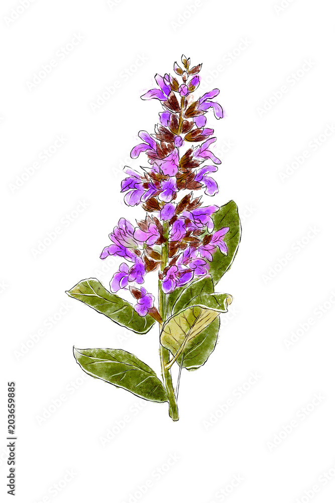 Hand drawn wild flower sage isolated on white background. Botanical element for your design. Herbal illustration.