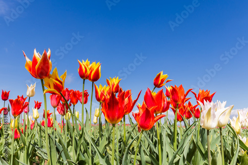 Colorful Dutch tulips in the field against a blue sky