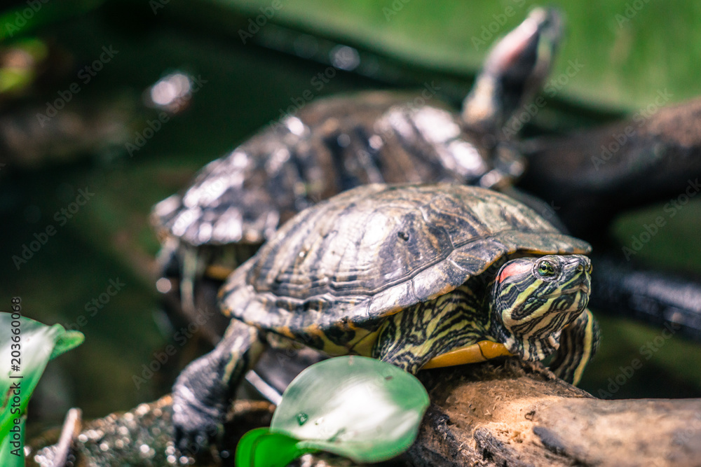 Obraz premium Turtles in the tree in the tropical forest of Vietnam.