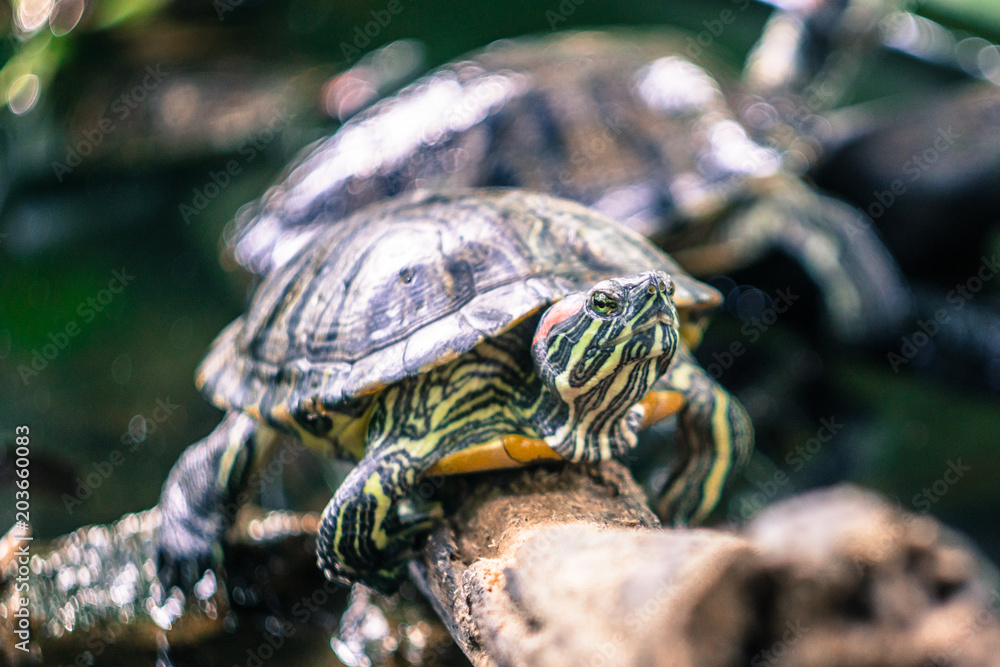Turtles in the tree in the tropical forest of Vietnam. Turtles in the tree in the tropical forest of Vietnam.