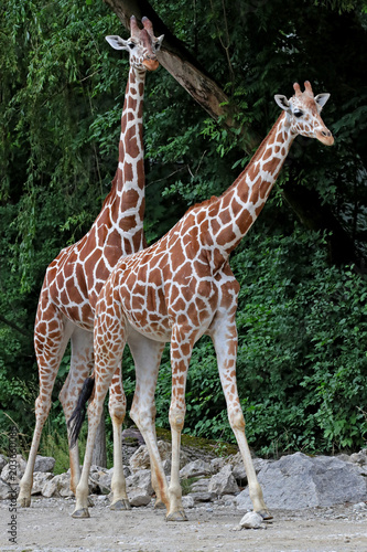 Giraffe