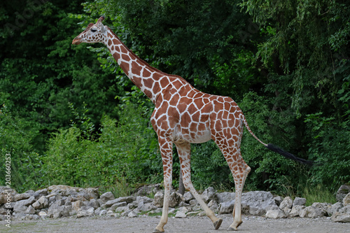 Giraffe