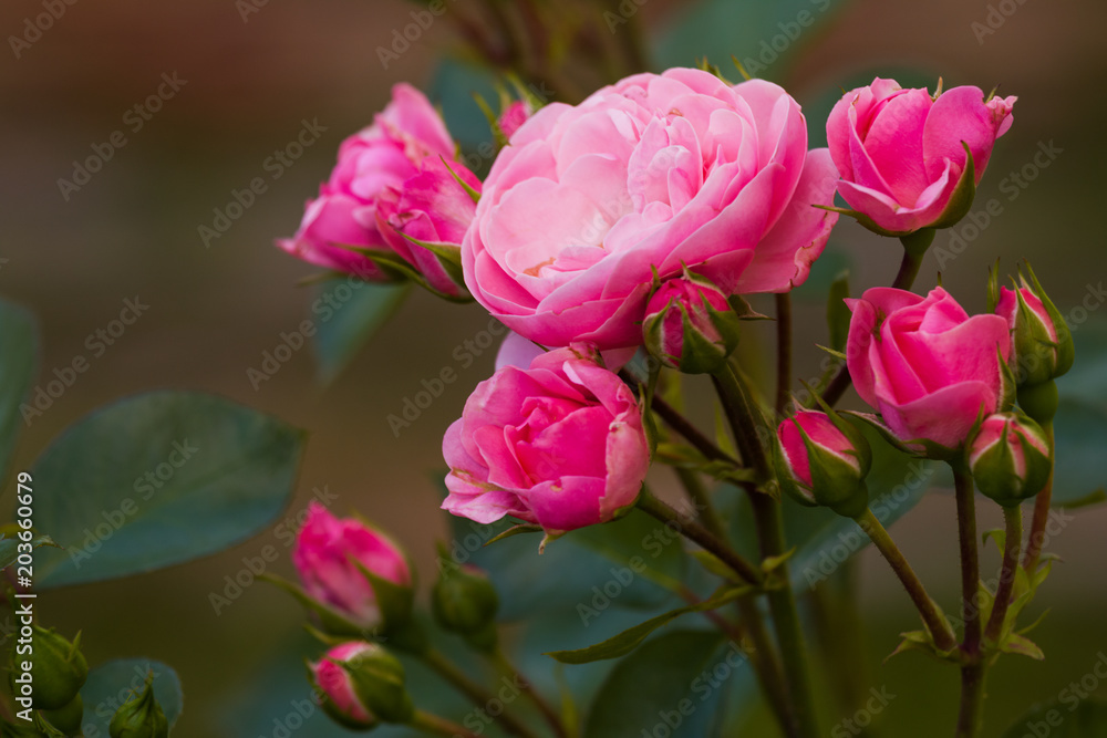 Obraz premium Bush of pink roses in the summer garden