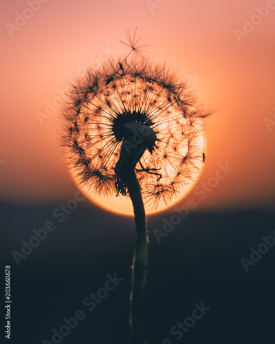 Sunset halo