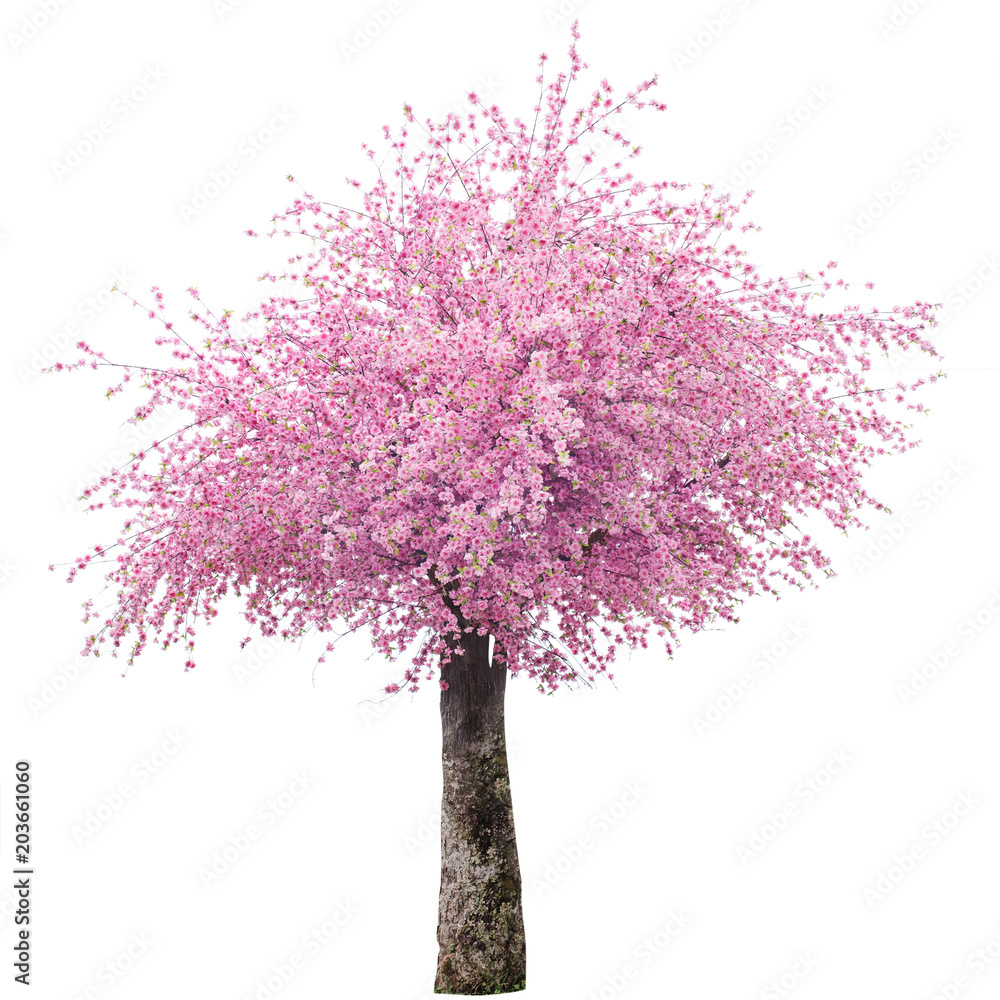 Obraz premium Cherry blossom tree