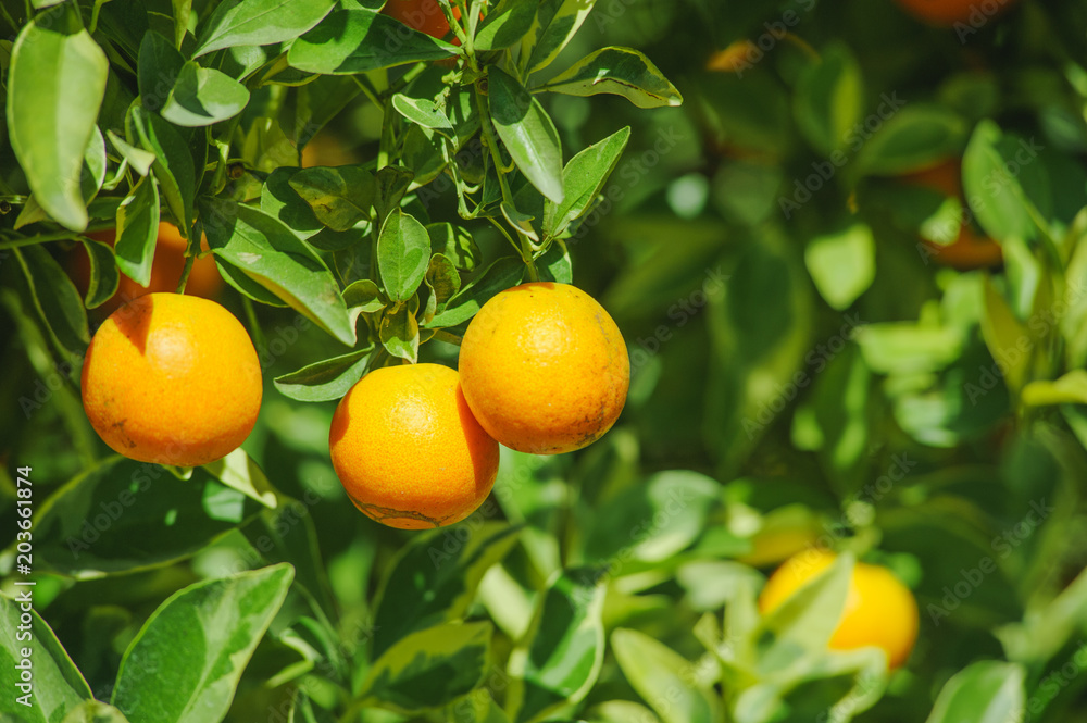 fresh orange orchard in winter season, farm at the northern in thailand fresh orange orchard in winter season, farm at the northern in thailand