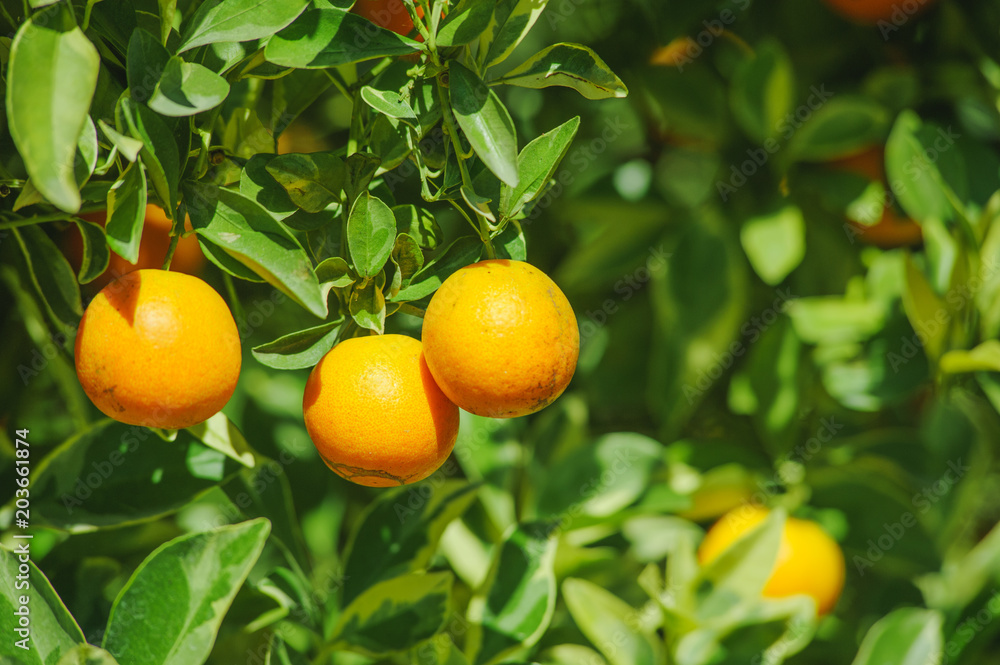 fresh orange orchard in winter season, farm at the  northern in thailand