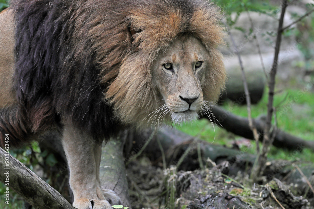 Obraz premium lion