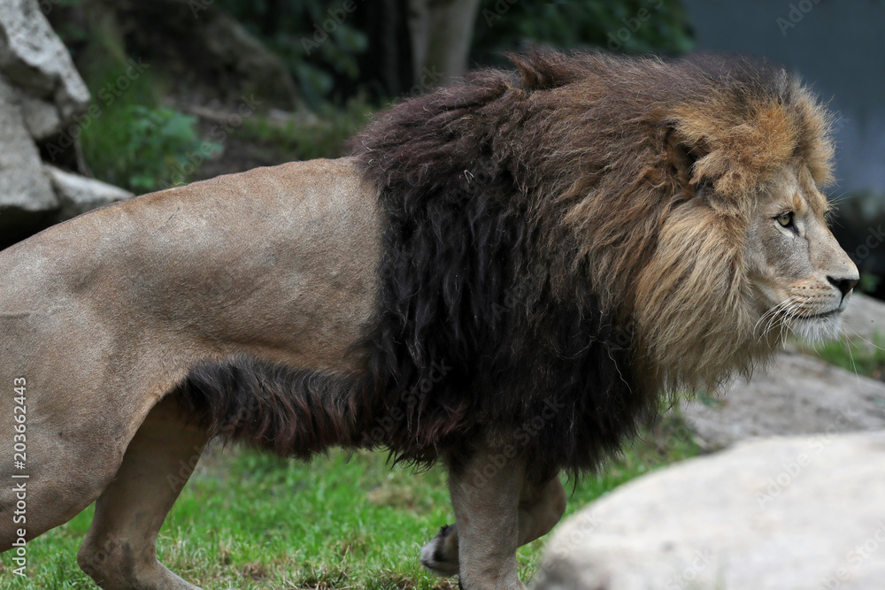 Obraz premium Lion