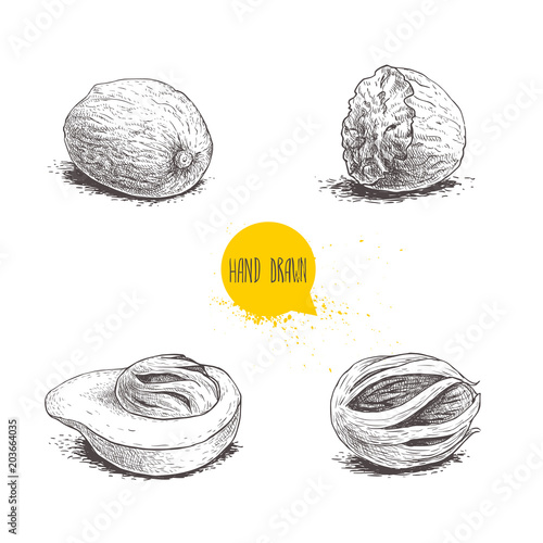 Hand drawn sketch style nutmegs set. Spice and condiment vector illustration isolated on white background. Dried seeds and fresh mace fruits.