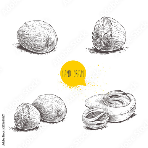 Hand drawn sketch style nutmegs set. Spice and condiment vector illustration isolated on white  background. Dried seeds and fresh mace fruits.