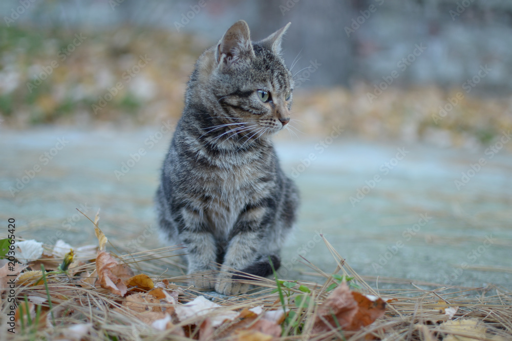 Obraz premium Gray black colored cat in concrete part of yard with yellow dry leaves