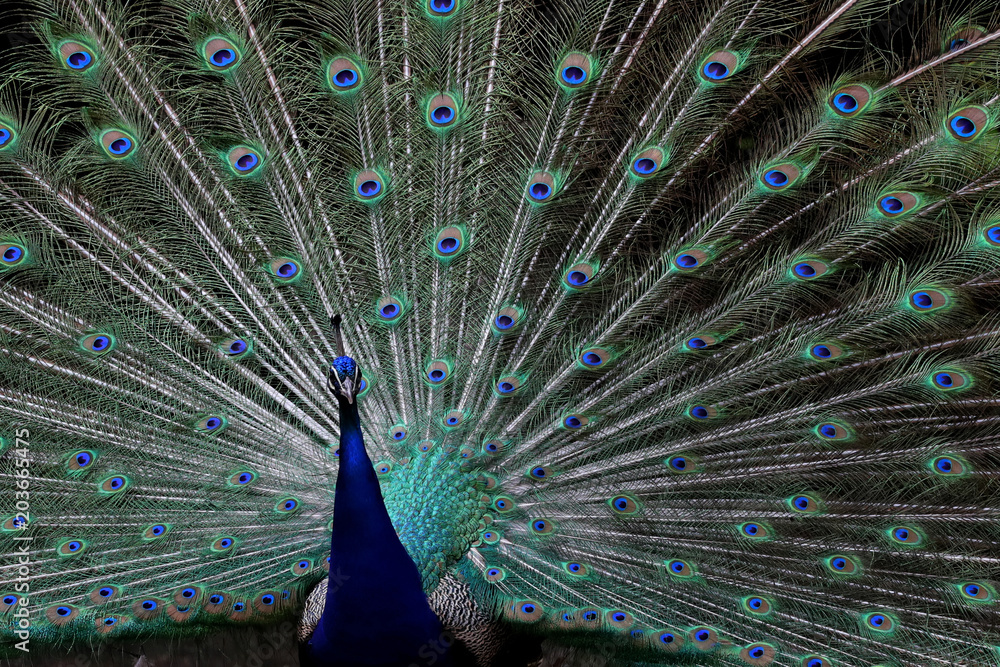 Fototapeta premium Pfau