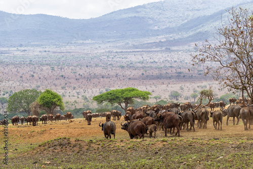 Herf of african buffalo photo