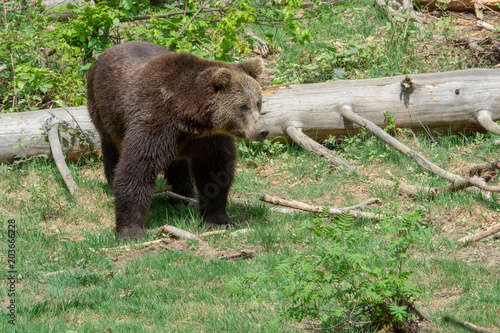 Bär läuft über einen Baumstamm